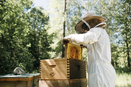 L'histoire derrière nos ruches